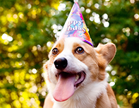 Corgi birthday party