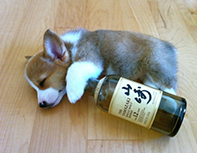 Corgi drunnk napping