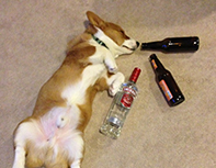 Corgi drunk