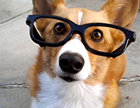 Corgi smart pants