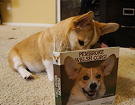 Corgi Reading