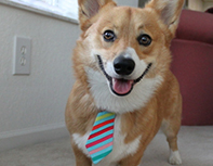 Corgi with a tie