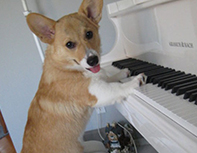 Corgi playing piano