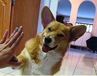 Corgi high-five