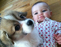 Corgi with babay