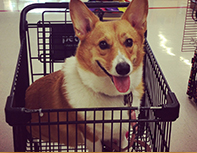 Corgi shopping