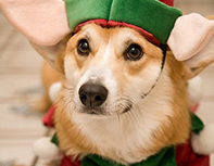 Corgi elf