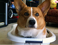 Corgi doing chores